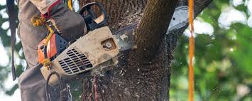 Professional Tree Removal in Florida Ridge, FL