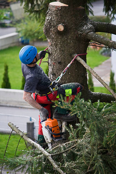 Best Lawn Drainage Solutions  in Orida Ridge, FL